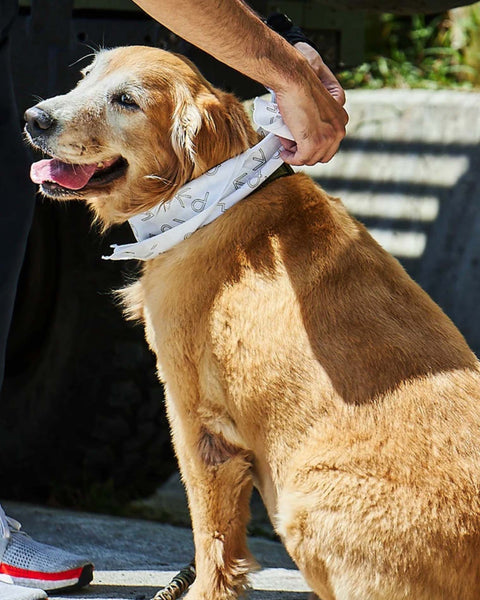 Multi-use EdW Square Scarf